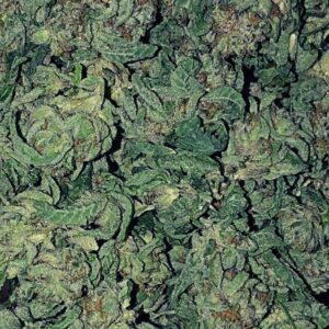 Buy Durban Poison Australia Premium Cannabis Flower Premium Durban Poison Buds Durban Poison Cannabis Australia Buy Durban Poison Online Australia High Quality Durban Poison Flower