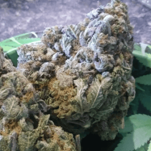 Buy Lavender Haze Australia Lavender Haze Cannabis Flower Premium Lavender Haze Buds Lavender Haze Australia Buy Lavender Haze Online Indoor Lavender Haze Flower Top Shelf Lavender Haze Premium Cannabis Flower Australia