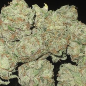 Buy Moonwalker Kush Australia Moonwalker Kush Cannabis Flower Premium Moonwalker Kush Buds Moonwalker Kush Australia Buy Moonwalker Kush Online Indoor Moonwalker Kush Flower Top Shelf Moonwalker Kush Premium Cannabis Flower Australia Moonwalker Kush Resin Rich Buds Moonwalker Kush Dense Flower Fresh Moonwalker Kush Cannabis Premium Indoor Cannabis Australia Moonwalker Kush Trichome Covered Buds Buy Premium Cannabis Australia Trusted Cannabis Store Australia Moonwalker Kush Premium Flower Fresh Cannabis Flower Australia Premium Kush Flower Australia Moonwalker Kush Top Shelf Cannabis Buy Cannabis Flower Australia