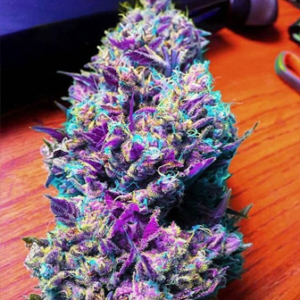 Buy Purple Kush Australia Purple Kush Cannabis Flower Premium Purple Kush Buds Purple Kush Australia Buy Purple Kush Online Indoor Purple Kush Flower Top Shelf Purple Kush Premium Cannabis Flower Australia Purple Kush Resin Rich Buds Purple Kush Dense Flower Fresh Purple Kush Cannabis Purple Kush Trichome Covered Buds Buy Premium Cannabis Australia Purple Kush Indoor Cannabis Trusted Cannabis Store Australia Purple Kush Premium Flower Fresh Cannabis Flower Australia Premium Kush Flower Australia Purple Kush Top Shelf Cannabis Buy Cannabis Flower Australia