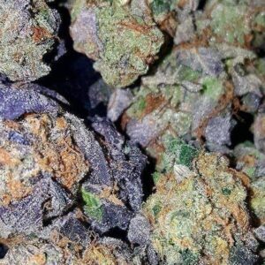Buy Super Silver Haze Australia Premium Cannabis Seeds Super Silver Haze Seeds Australia Premium Super Silver Haze Seeds Buy Super Silver Haze Seeds Online Australia Authentic Super Silver Haze Genetics