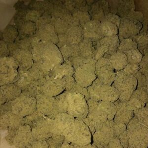 Buy Super Sour Diesel Australia Premium Cannabis Seeds Super Sour Diesel Seeds Australia Premium Super Sour Diesel Seeds Buy Super Sour Diesel Seeds Online Australia Authentic Super Sour Diesel Genetics