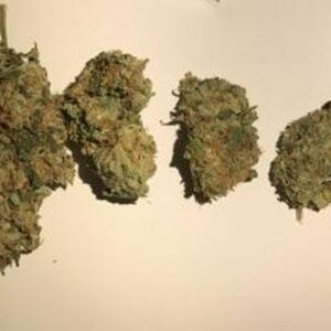 Buy Critical Kush Australia Critical Kush Cannabis Flower Premium Critical Kush Buds Critical Kush Australia Buy Critical Kush Online Indoor Critical Kush Flower Top Shelf Critical Kush Premium Cannabis Flower Australia