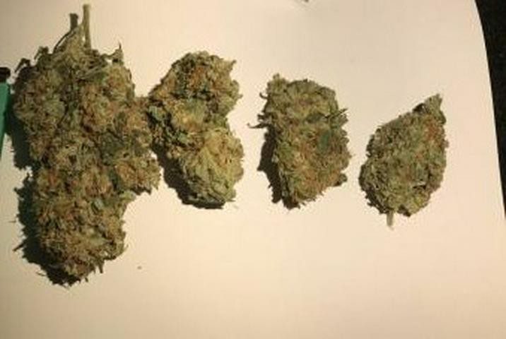Buy Critical Kush Australia Critical Kush Cannabis Flower Premium Critical Kush Buds Critical Kush Australia Buy Critical Kush Online Indoor Critical Kush Flower Top Shelf Critical Kush Premium Cannabis Flower Australia