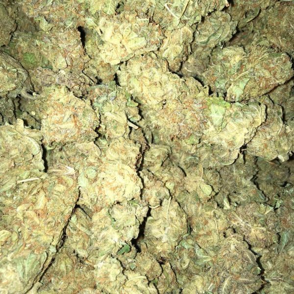 Buy Grand Daddy Purple Australia Grand Daddy Purple Cannabis Flower Premium Grand Daddy Purple Buds Grand Daddy Purple Australia Buy Grand Daddy Purple Online Indoor Grand Daddy Purple Flower Top Shelf Grand Daddy Purple Premium Cannabis Flower Australia