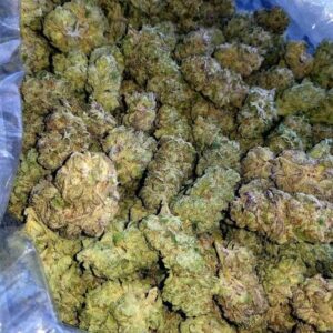 Buy Gorilla Glue 4 Australia Gorilla Glue 4 Cannabis Flower Premium Gorilla Glue 4 Buds Gorilla Glue 4 Australia Buy Gorilla Glue 4 Online Indoor Gorilla Glue 4 Flower Top Shelf Gorilla Glue 4 Premium Cannabis Flower Australia