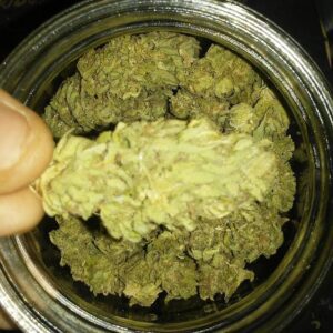 Buy Mango Cannabis Strain Australia Premium Cannabis Flower Premium Mango Cannabis Buds Mango Cannabis Flower Australia Buy Mango Cannabis Online Australia High Quality Mango Cannabis Strain